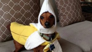 БананаДог!😹 Самые смешные животные 2024 😂 #15