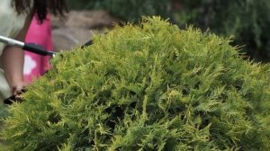 Стрижка хвойных ? Ландшафтный Дизайн из Туи ?  Garden zoo