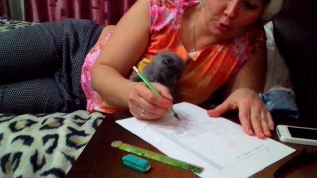 дело Мурата с кот Делаем уроки с котом смотреть онлайн