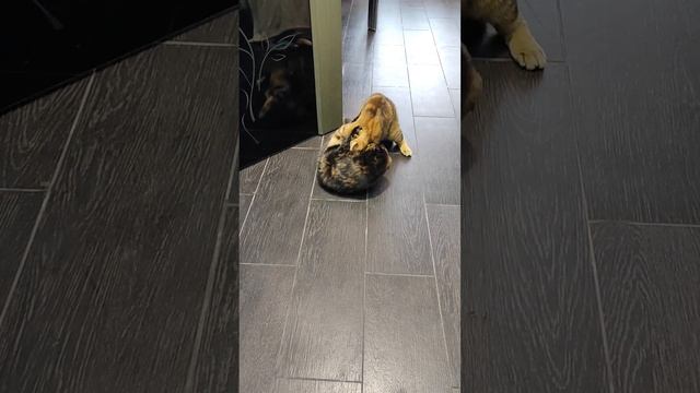 Вольная борьба в кошачьем семействе. смотреть онлайн