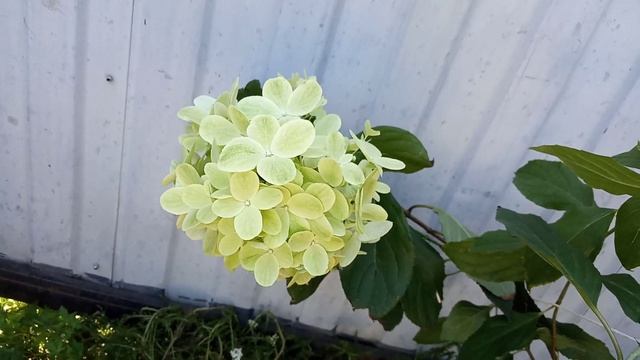 Гортензии Граффити, Полистар, Бобо смотреть онлайн