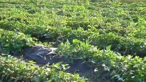 Копия видео "Выращивание батата от А до Я. Весь цикл от посадки на рассаду до сбора урожая"