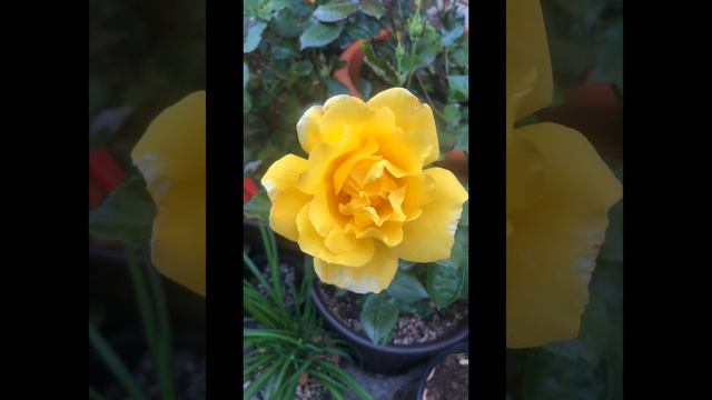 Golden Showers Climbing Rose