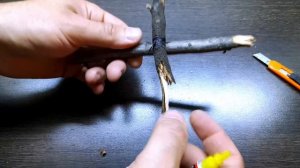 10 СПОСОБОВ СОЕДИНЕНИЯ КОРЯГ В АКВАРИУМЕ