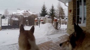 Мои собаки. Западно сибирские лайки. Шарташский охотник. Охота с лайкой.