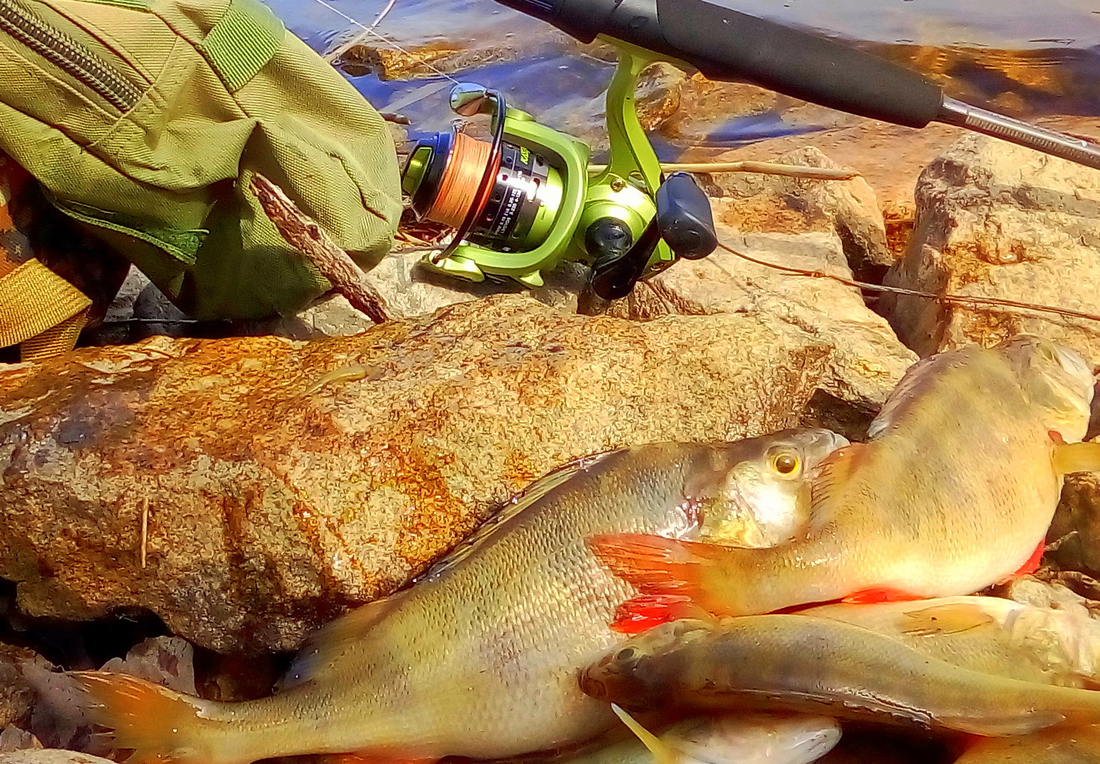 ОТКРЫЛ СЕЗОН ПОКЛЁВКАМИ КРАСНОПЁРОГО ХИЩНИКА ! смотреть онлайн