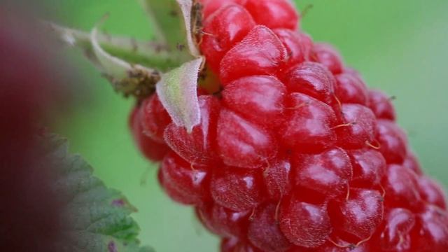 Tayberry Growing, Plant, Taste Test | Unusual Foods