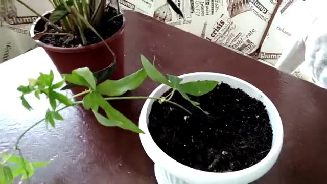 Эксперимент № 2 - Выращивание черенков пассифлоры. День 29 смотреть онлайн