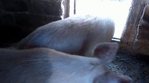 ВЫРАЩИВАНИЕ СВИНЕЙ В ДОМАШНИХ УСЛОВИЯХ# ПЕРЕХОД КОРМЛЕНИЯ СВИНЕЙ С ДОБАВОК НА ДОМАШНИЙ КОРМ