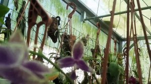 Phalaenopsis lueddemanniana f. coerulea 'Blue Duke'