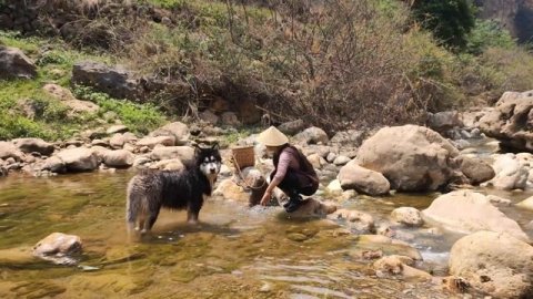 阿盆姐的Vlog|趁着好天气,带着大王去采云南水沟沟边上的美味!【滇西小哥】