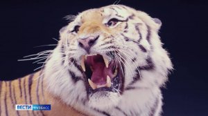 10 лет спустя: династия Запашных возвращается в Кемерово