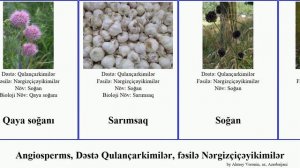 Angiosperms, Dəstə Qulançarkimilər, fəsilə Nərgizçiçəyikimilər soğan soğanı nərgizgülü Qarğasoğanı