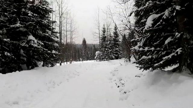 Тестируем самодельные ЛЫЖИ, охотничьи. Деревня ТЕБЕНЬКИ. смотреть онлайн