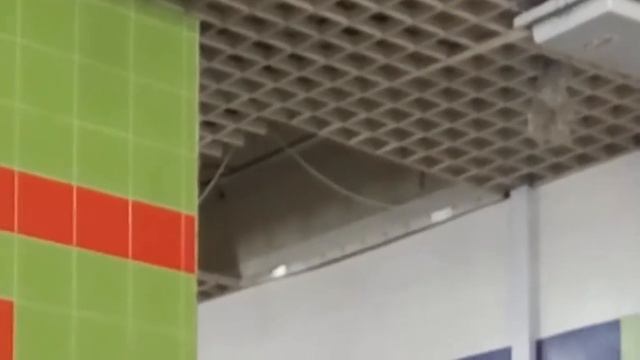 Где живут птички в Алматы? смотреть онлайн