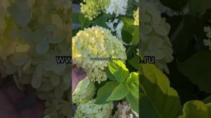 Новинки Лемонлайт, Гринлайт, XS-light