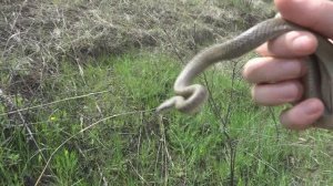 Медянка обыкновенная coronella austriaca