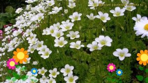 Камнеломка арендса Карпет Вайт. Краткий обзор, описание характеристик, где купить саженцы