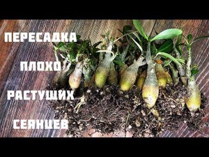 Адениум. Пересадка плохо растущих сеянцев