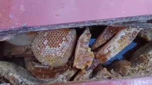 Пчелы сделали улей под полом на балконе
