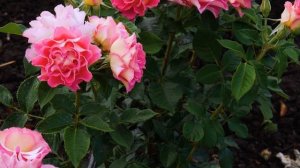 Обзор и описание розы Брера (флорибунда) - Brera (Barni Италия, 2017)