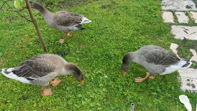 Кошка-мышка и Мышка-кошка смотреть онлайн