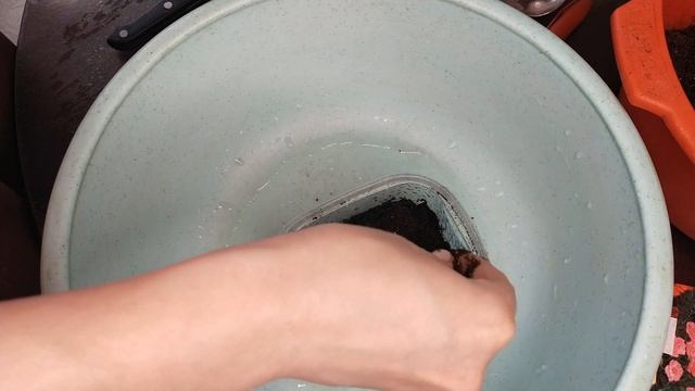 ГВОЗДИКА ПЕРИСТАЯ от посева до цветения смотреть онлайн