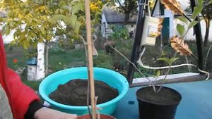 Паслен Рантонетти.Картофельное дерево.Осень,что делать с черенками.