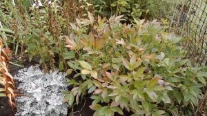 Какие растения нужно обрезать осенью, а какие нет. Готовим сад к зиме.