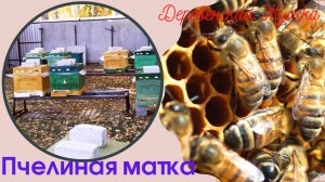 Пчёлы. Семья на трех корпусах. Подсадка матки.