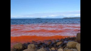 КРАСНЫЙ ПРИЛИВ