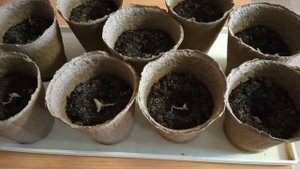 Посадка огурцов Либелла на рассаду.