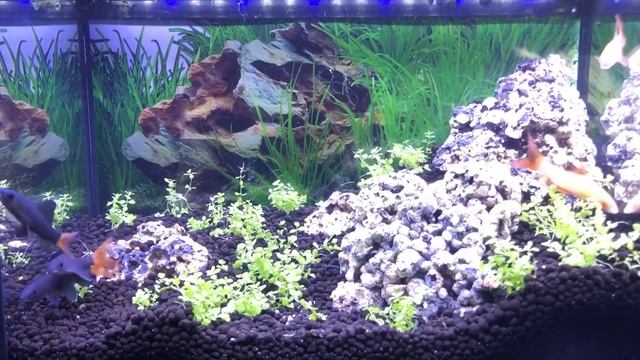 FICHA TÉCNICA LABEO BICOLOR (Epalzeorhynchus bicolor) смотреть онлайн