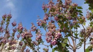 Павловния или Адамово дерево