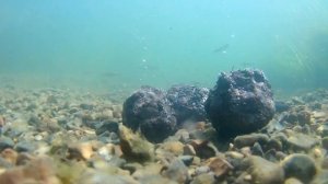 Сколько рыбы приманивает прикормка из риса.