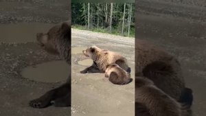 Хозяева тайги выходят в свет, медведи в Томской области