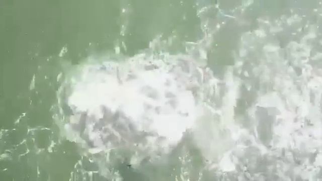 Косаток выпустили из тюрьмы смотреть онлайн