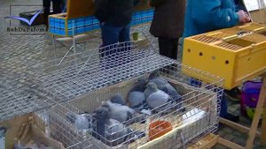 Рынок спортивных голубей. БЕЛЬГИЯ 2014.