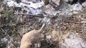 Трудовые будни лесозаготовки.