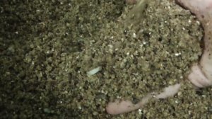 ЛОВЛЯ КАРАСЯ ОСЕНЬЮ – КОРМИТЬ ИЛИ НЕТ?! КАК ПРАВИЛЬНО ПРИКАРМЛИВАТЬ КАРАСЯ в ОСЕННИЙ ПЕРИОД?!