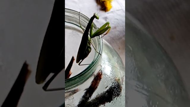 Мой домашний БОГОМОЛ Игорь!?//Что едят БОГОМОЛЫ? смотреть онлайн