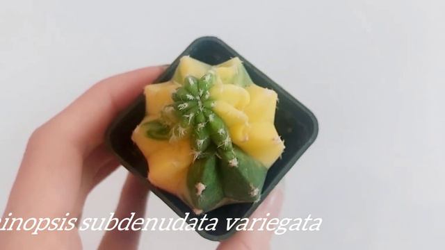 Echinopsis subdenudata variegata