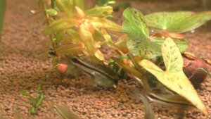 Коридорас Пигмей