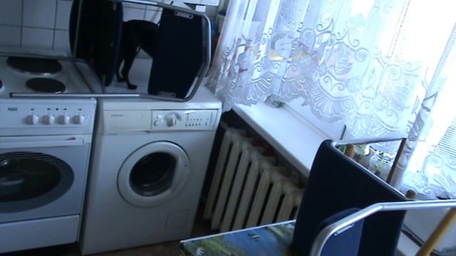 Настырный "волчонок" (цвергпинчер) смотреть онлайн