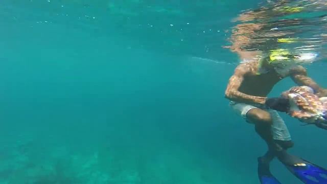 Охота на осьминога Тодду. Мальдивы смотреть онлайн