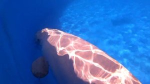 Плаваем с дельфинами. СЕВАСТОПОЛЬСКИЙ ДЕЛЬФИНАРИЙ FLIPPER? КРЫМ. Отдых в КРЫМУ.
