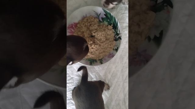 Прикорм щенка #чихуахуа  1 месяц?