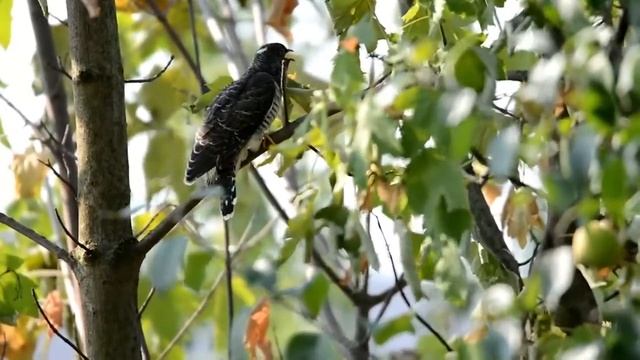 Птица без гнезда смотреть онлайн