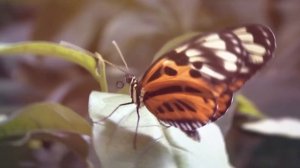 10 Самых Громких Звуков в Мире