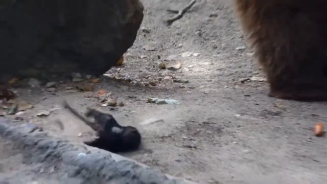 Животные которые спасли друг друга смотреть онлайн